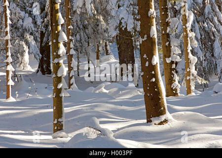 Schwarzwald Nationalpark in winter, Germany, Baden-Wuerttemberg, Black Forest National Park, Badener Hoehe Stock Photo