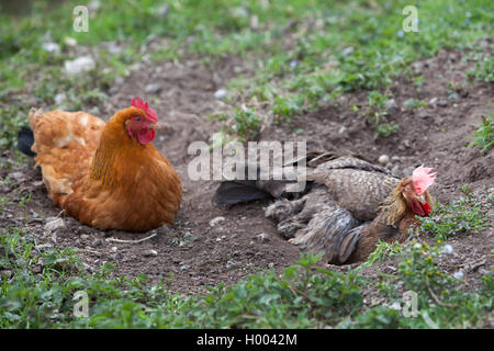 New Hampshire fowl (Gallus gallus f. domestica), two hens lying in the garden, Germany Stock Photo