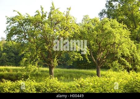 Common pear (Pyrus communis), two common pears in an fruit tree meadow, Germany Stock Photo