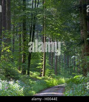 forest path through a mixed forest  in summer, Germany Stock Photo