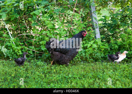 Cochin fowl, Cochin, Cochin chicken (Gallus gallus f. domestica), hen with three chicks in the garden, side view, Germany Stock Photo