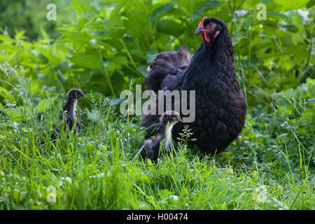 Cochin fowl, Cochin, Cochin chicken (Gallus gallus f. domestica), hen with two chicks on grass, Germany Stock Photo