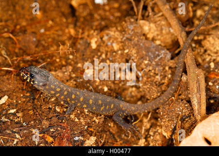 Yellow-spotted tropical night lizard (Lepidophyma flavimaculatum), on the ground, Costa Rica Stock Photo