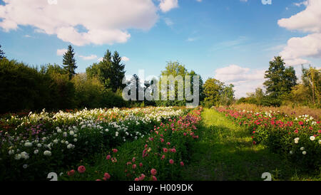 Field with dahlias cultivation Stock Photo