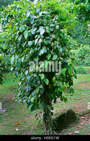 black pepper (Piper nigrum), plant in cultivation, Seychelles, Mahe Stock Photo