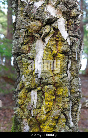 birch (Betula spec.), bark of an old birch, Sweden, Oeland, Trollskogen Wald Stock Photo