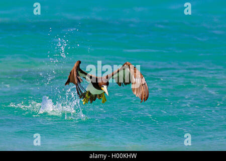 brown booby (Sula leucogaster), flying off from the sea, Cap Verde Islands, Boa Vista Stock Photo