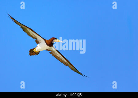 brown booby (Sula leucogaster), flying , Cap Verde Islands, Boa Vista Stock Photo