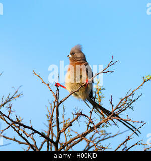 White-backed mousebird (Colius colius), sits on a bush, South Africa, Western Cape, Karoo National Park Stock Photo