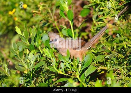 White-backed mousebird (Colius colius), sits on a bush, South Africa, Western Cape, Karoo National Park Stock Photo