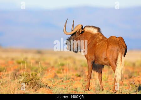 black wildebeest, white-tailed gnu (Connochaetes gnou), stands in savanna, South Africa, Eastern Cape, Mountain Zebra National Park Stock Photo