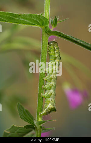 dot moth (Melanchra persicariae, Polia persicariae, Mamestra persicariae), caterpillar, Germany Stock Photo