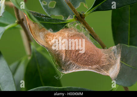 Cynthia silkmoth, ailanthus silkworm (Philosamia cynthia, Samia cynthia, Platysamia cynthia), pupa, Germany Stock Photo