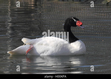 Black-necked swan (Cygnus melanocoryphus), swimming, side view Stock Photo