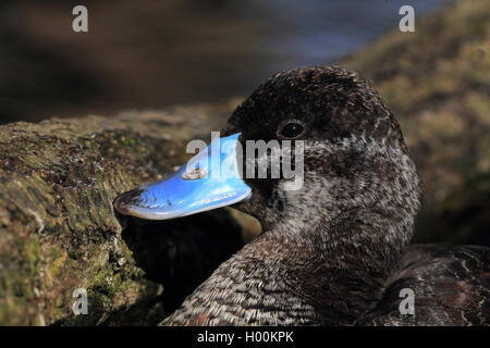 Argentine lake duck (Oxyura vittata), drake with blue bill, portrait Stock Photo