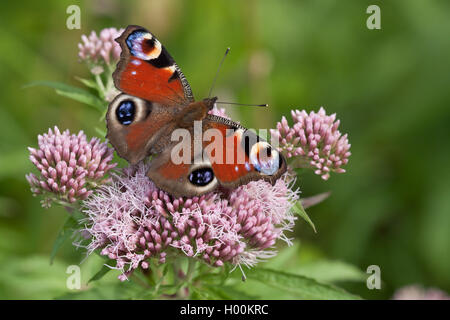 Peacock butterfly, European Peacock (Inachis io, Nymphalis io), on purple boneset, view from above, Germany, Schleswig-Holstein