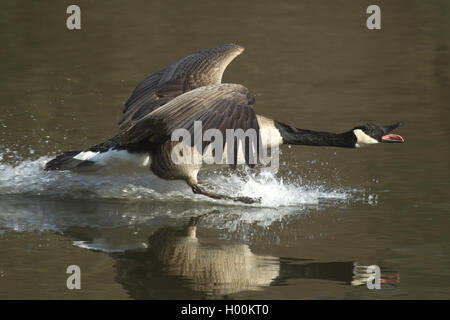 Canada goose (Branta canadensis), landing on water, Germany, North Rhine-Westphalia Stock Photo
