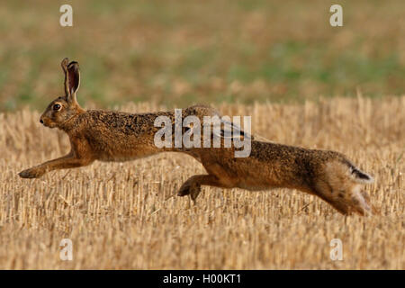 European hare, Brown hare (Lepus europaeus), two hares jumping over a stubble field, Germany, North Rhine-Westphalia Stock Photo