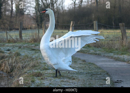 mute swan (Cygnus olor), standing with outstretched wings at the edge of a hiking path, side view, Germany, North Rhine-Westphalia Stock Photo