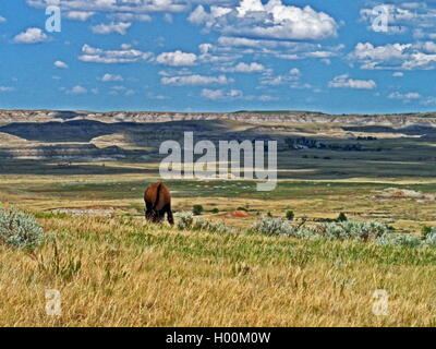 American Bison Buffalo Bull grazing on the plains in Theodore Roosevelt National Park in North Dakota USA Stock Photo