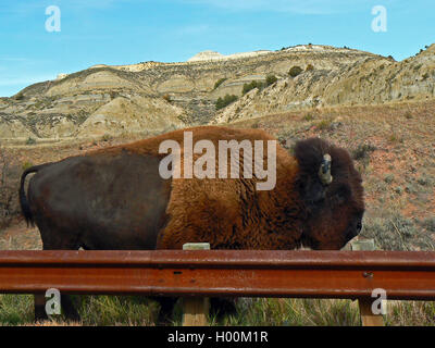 American Bison Buffalo Bull behind rusty guardrail in Theodore Roosevelt National Park South Unit in North Dakota USA Stock Photo