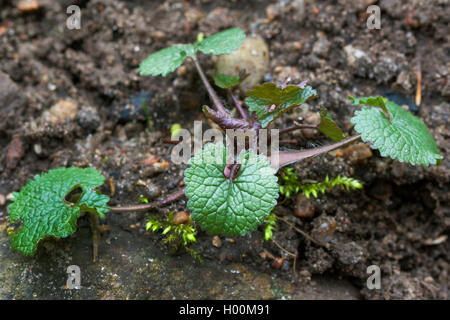 Garlic mustard, Hedge Garlic, Jack-by-the-Hedge (Alliaria petiolata), ground leaves, Germany Stock Photo