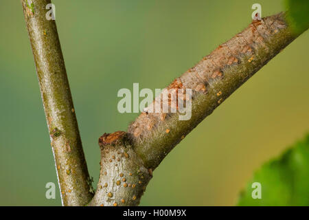 lappet (Gastropacha quercifolia, Phalaena quercifolia), caterpillar, Germany Stock Photo