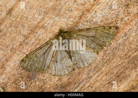 Pale brindled beauty (Apocheima pilosaria, Phigalia pilosaria), male, Germany Stock Photo