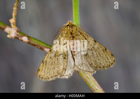 Pale brindled beauty (Apocheima pilosaria, Phigalia pilosaria), male, Germany Stock Photo