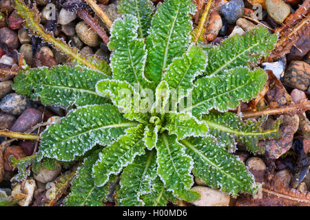 Wild teasel, Fuller's teasel, Common teasel, Common teazle (Dipsacus fullonum, Dipsacus sylvestris), leaf rosette wit hoar frost, Germany Stock Photo