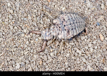 ant lion (Myrmeleon formicarius), Antlion (mature larva) , Germany Stock Photo