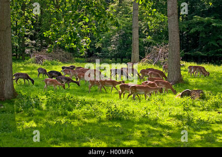 fallow deer (Dama dama, Cervus dama), herd grazing on a clearing, Germany Stock Photo