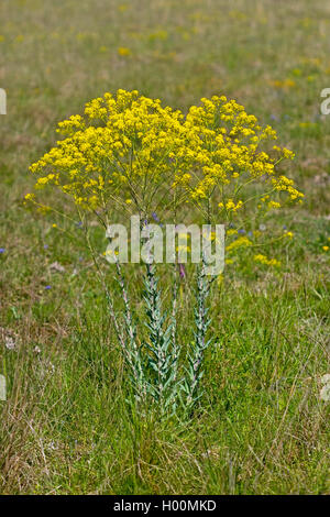 dryer's woad (Isatis tinctoria), blooming, Germany Stock Photo