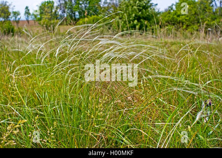 Feather grass (Stipa pennata), blooming, Germany Stock Photo