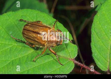 Summer chafer (Amphimallon solstitiale, Rhizotragus solstitialis), on a leaf, Germany Stock Photo