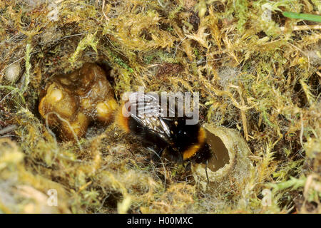 early bumble bee (Bombus pratorum, Pyrobombus pratorum), queen creating the nest, at the honey pot, Germany Stock Photo