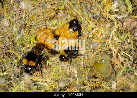 early bumble bee (Bombus pratorum, Pyrobombus pratorum), bumble bee nest, first workers hatched, on the right side of the picture is the honey pot, Germany Stock Photo