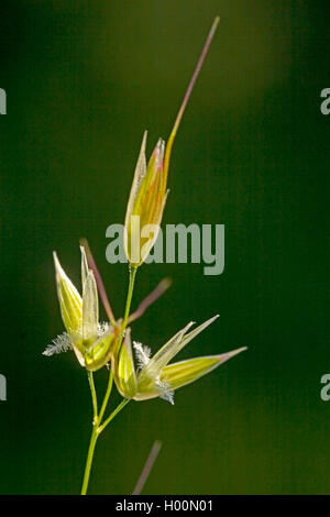 false oat-grass, tall oat-grass, tall oatgrass (Arrhenatherum elatius), spikelets, Germany Stock Photo