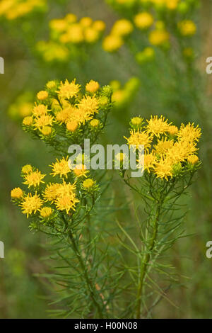 Goldilocks aster (Aster linosyris, Galatella linosyris, Crinitaria linosyris), blooming, Germany Stock Photo