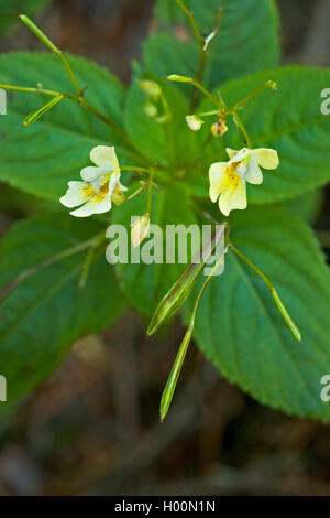 small balsam (Impatiens parviflora), blooming, Germany Stock Photo