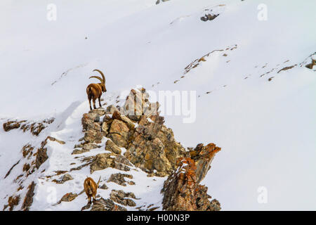 Alpine ibex (Capra ibex, Capra ibex ibex), two Alpine ibexes in the mountains on a snow-covered rocky ridge , Switzerland, Grisons, Engadine Stock Photo