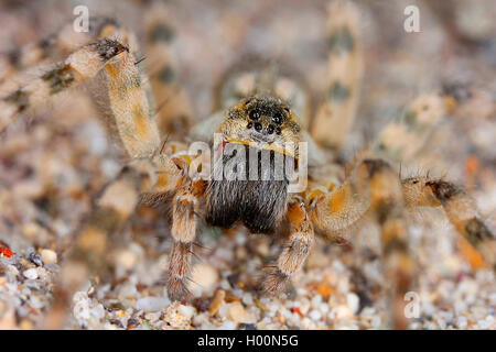 wolf spider, ground spider (Arctosa cinerea), female, Austria Stock Photo
