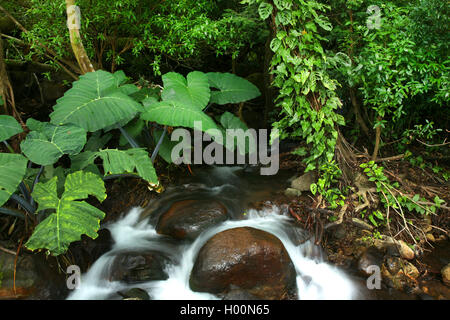 creek in tropical forest, Costa Rica Stock Photo