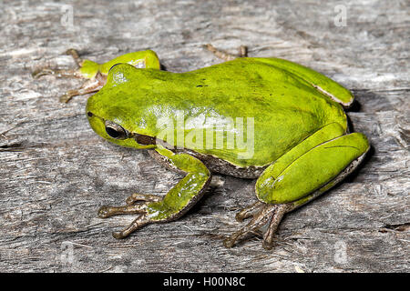 Sardinian tree frog, Tyrrhenian tree frog (Hyla sarda), full-length portrait, view from above Stock Photo