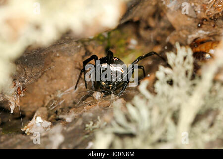 European black widow, southern black widow, Mediterranean black widow, malmignatte spider, karakurt (Latrodectus tredecimguttatus, Latrodectus lugubris), hiding, Romania Stock Photo