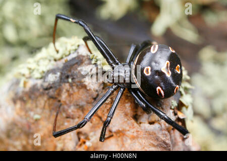 European black widow, southern black widow, Mediterranean black widow, malmignatte spider, karakurt (Latrodectus tredecimguttatus, Latrodectus lugubris), female on a stone, Romania Stock Photo