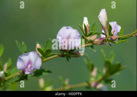 Purple broom (Chamaecytisus purpureus, Cytisus purpureus), blooming branch, Austria Stock Photo