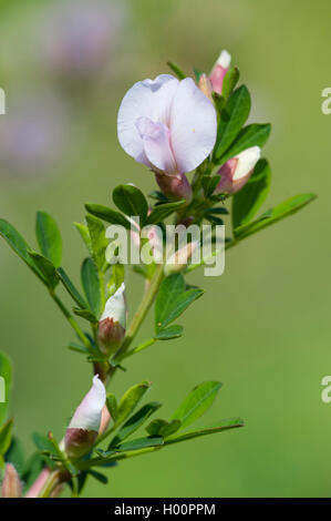 Purple broom (Chamaecytisus purpureus, Cytisus purpureus), blooming branch, Austria Stock Photo