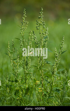 lamb's quarters, lambsquarters, pigweed, fat-hen (Chenopodium album), blooming, Germany, Bl├╝tenhang zw. Malchen und Seeh Stock Photo