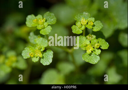 opposite-leaved golden-saxifrage (Chrysosplenium oppositifolium), inflorescence, Germany Stock Photo